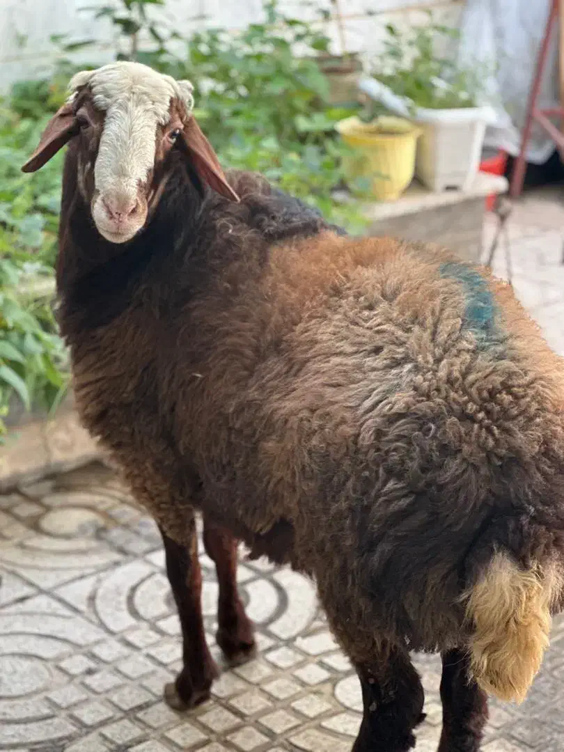 ذبح گاو گوسفند گوساله حرفه ای سلاخ سلاخی قصاب|خدمات پذیرایی، مراسم|زنجان, |دیوار