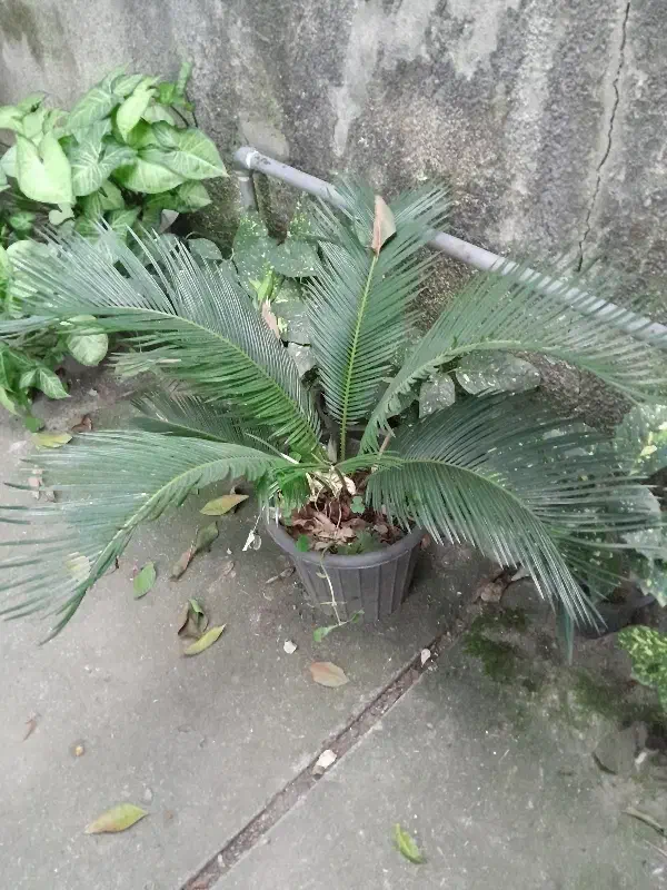 تعدادی گل سیکاس در سایز های مختلف|گل و گیاه طبیعی|رودسر, |دیوار