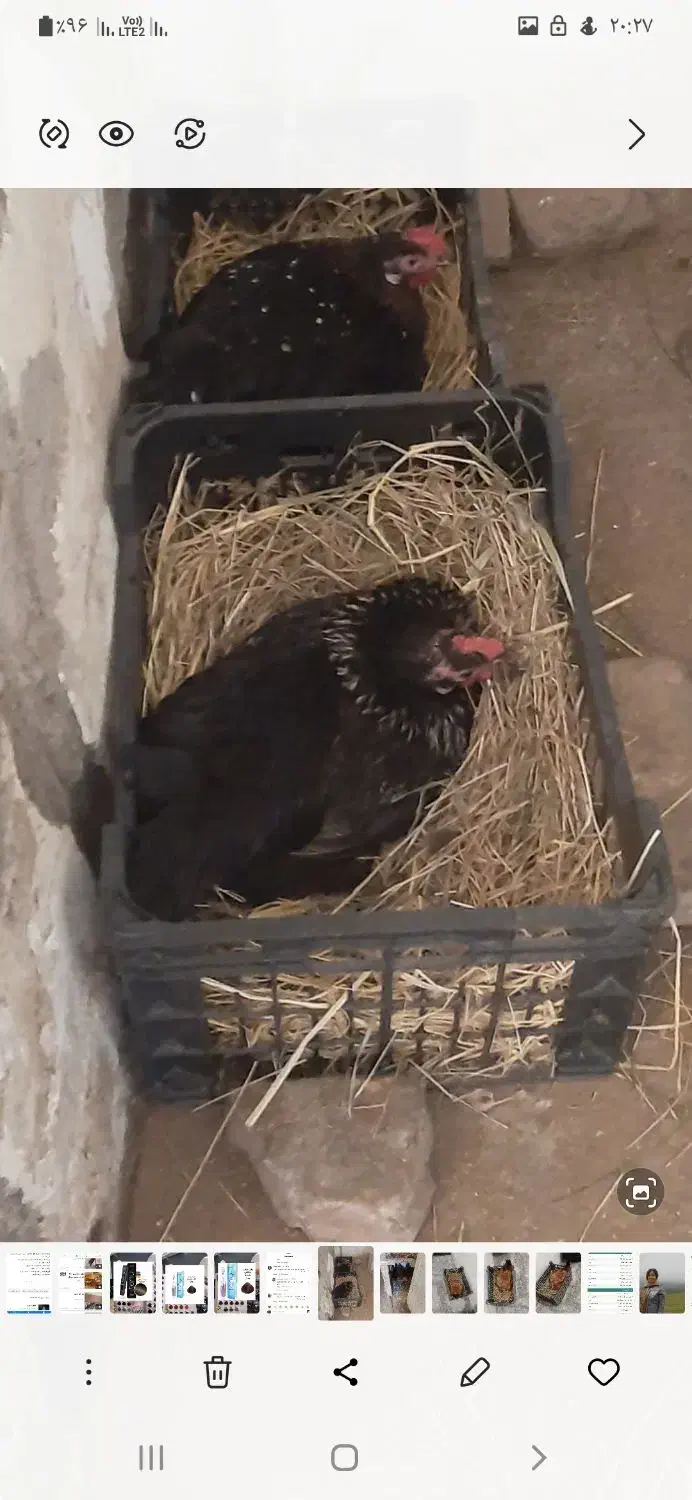 فروش مرغ مشکی پا کوتاه|حیوانات مزرعه|بابل, |دیوار