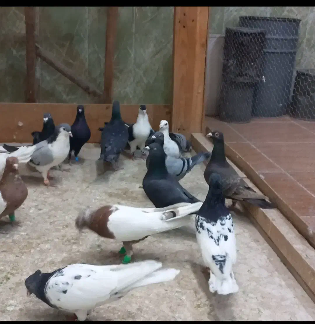 کفتر بوم زدوخوردی رنگی و دورگ|پرنده|مشهد, میان ولایت|دیوار