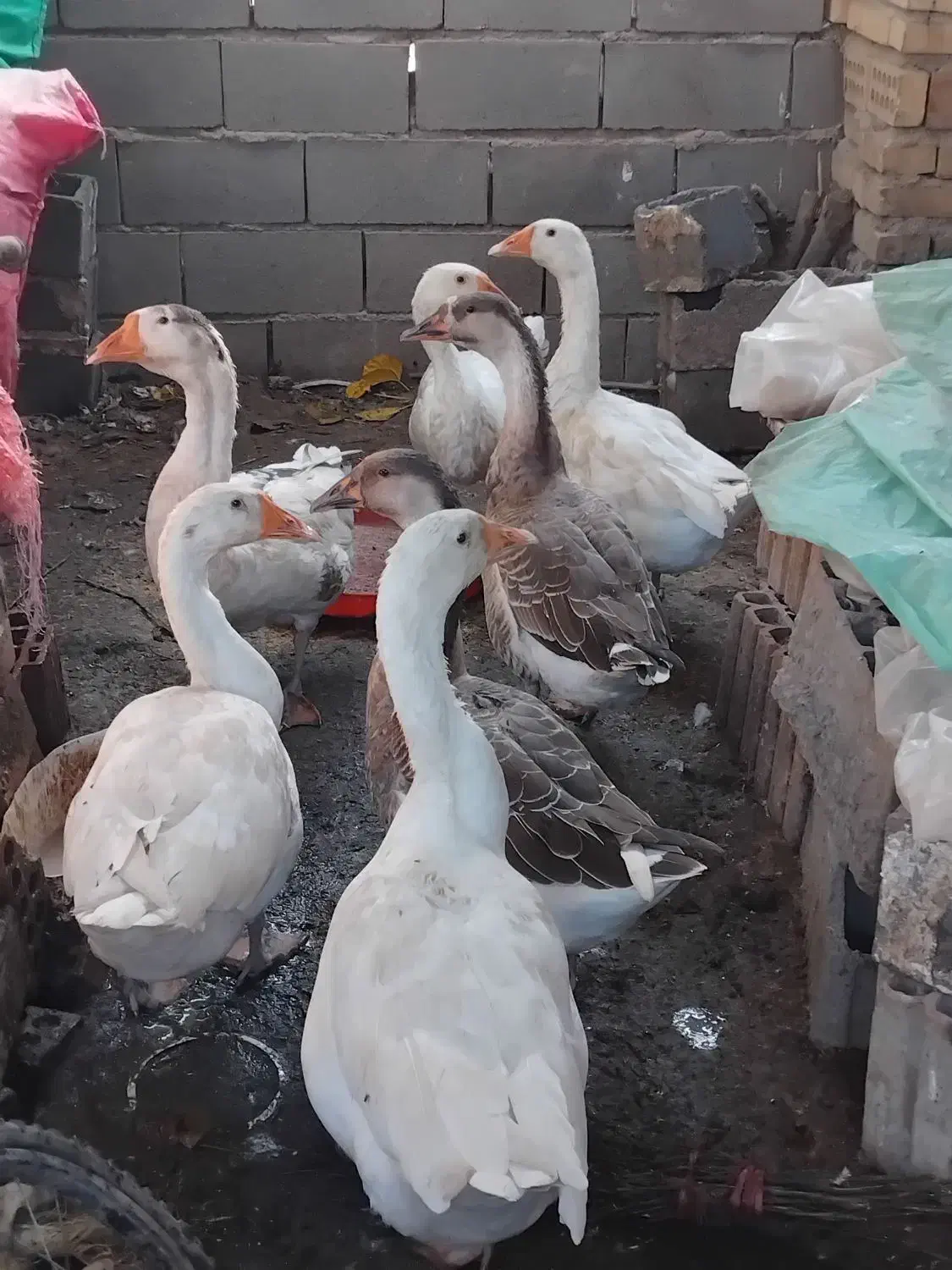 غوقاز ۶عدد|حیوانات مزرعه|گنبد کاووس, |دیوار