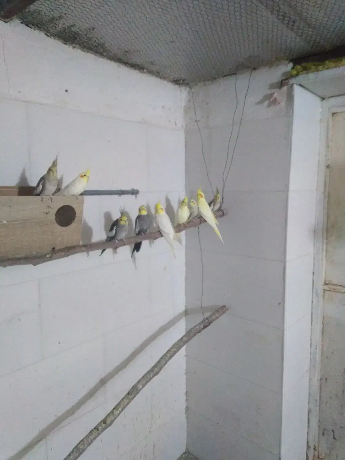 عروس هلندی|پرنده|برازجان, |دیوار