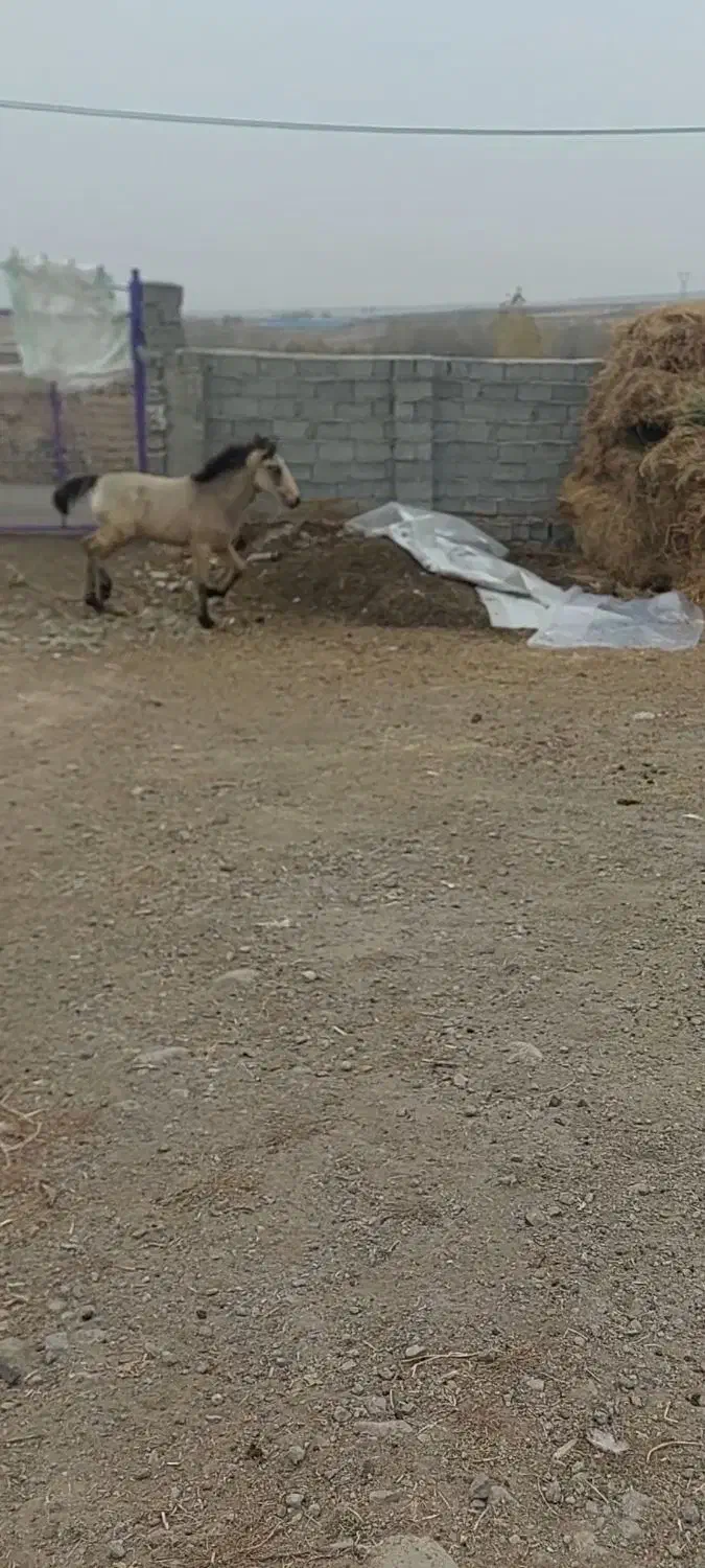 اسب نر|اسب و تجهیزات اسب‌سواری|ماهنشان, |دیوار