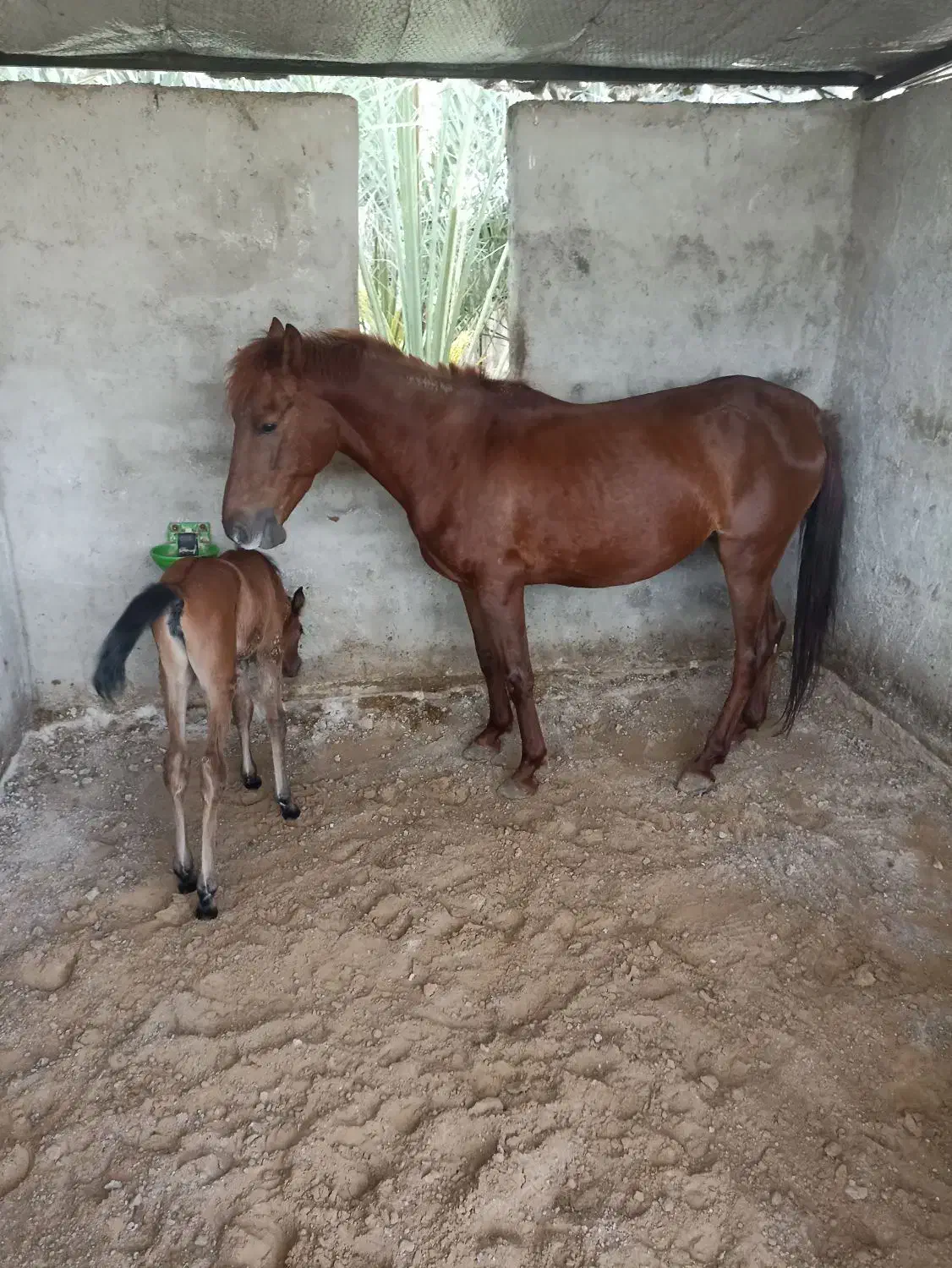 اسب|اسب و تجهیزات اسب‌سواری|برازجان, |دیوار