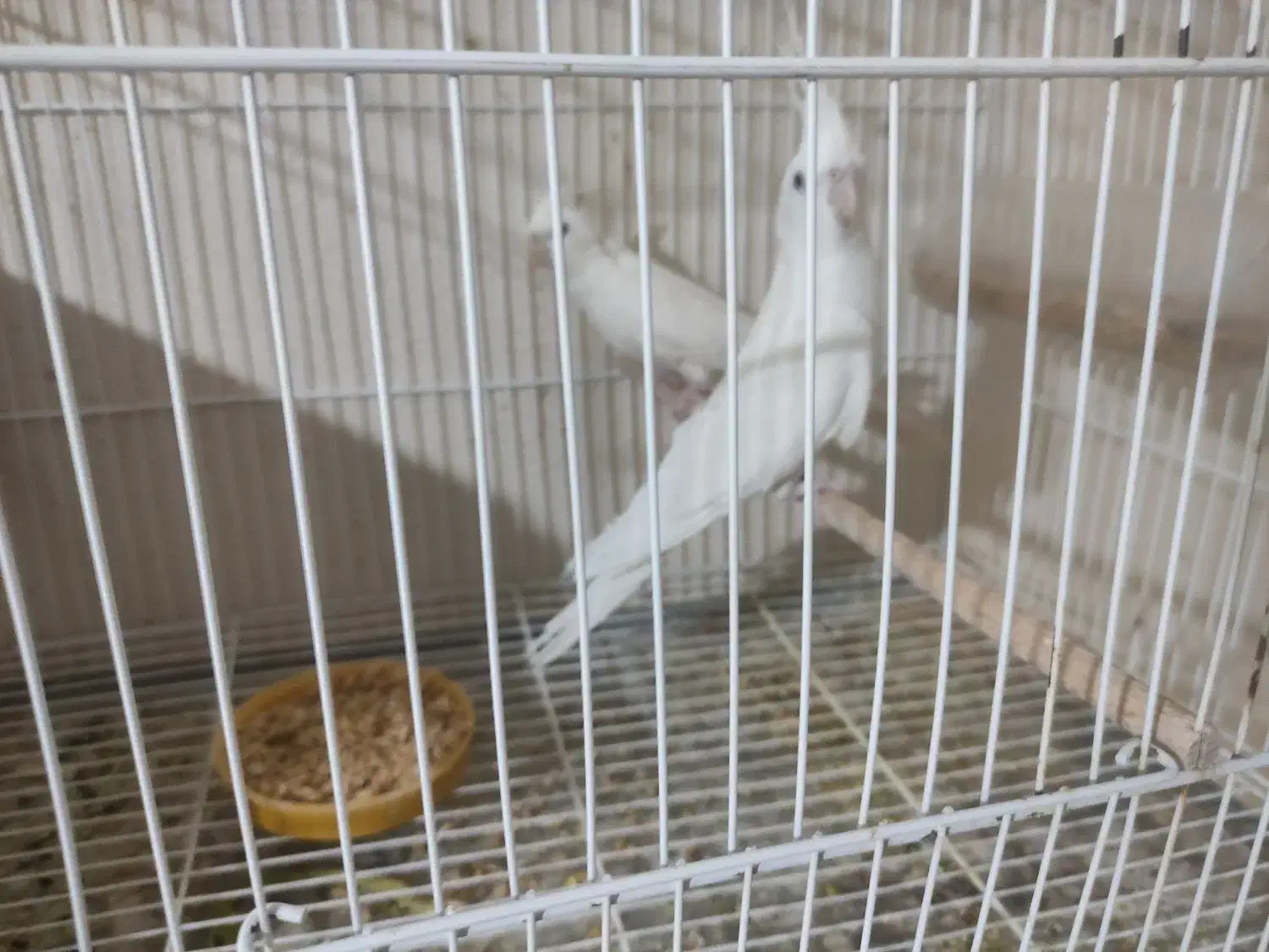 عروس هلندی مرغ عشق مرغ مینا|پرنده|شاهرود, |دیوار