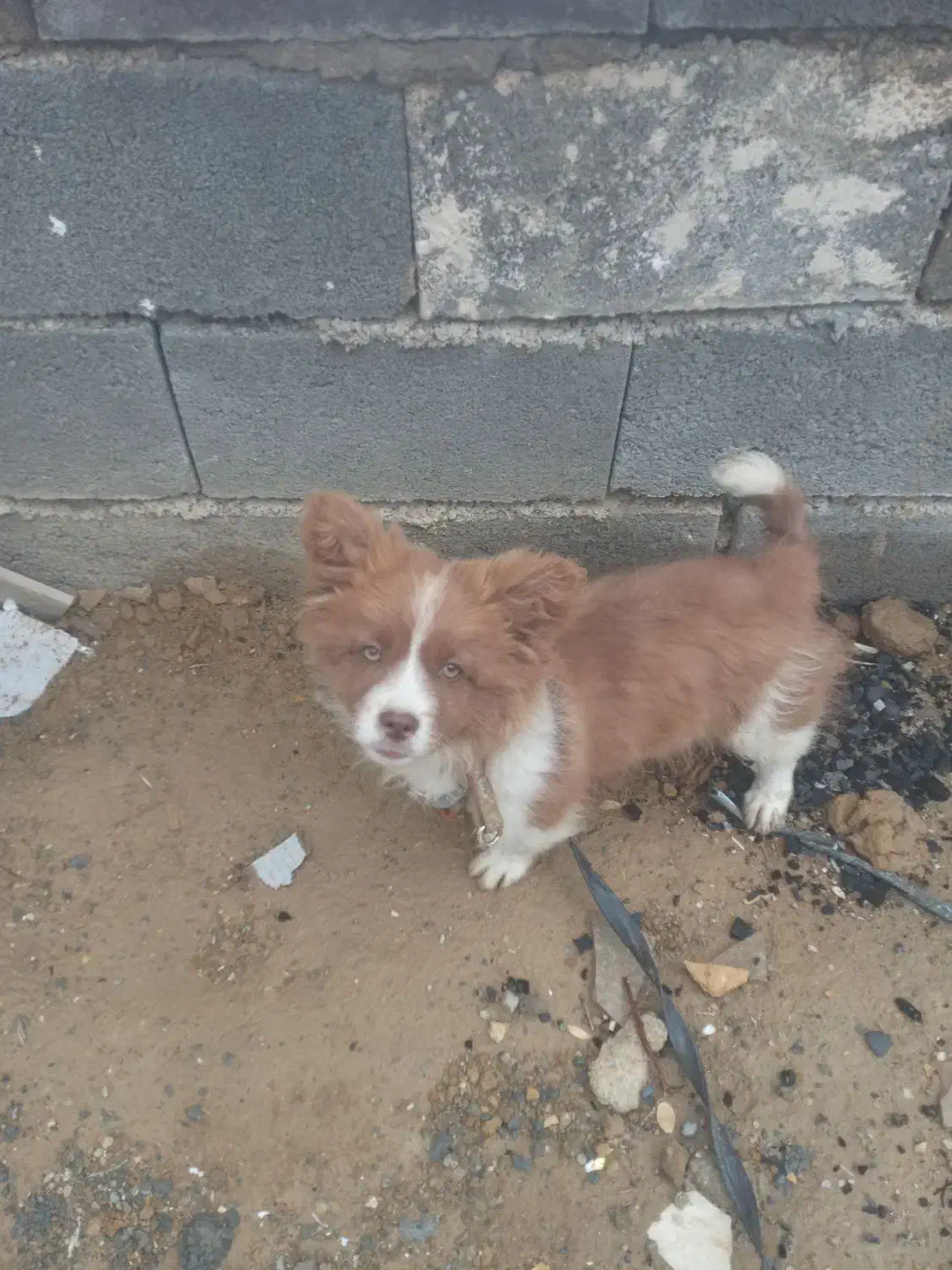 این سگ دزدیده شده|سگ|گلپایگان, |دیوار