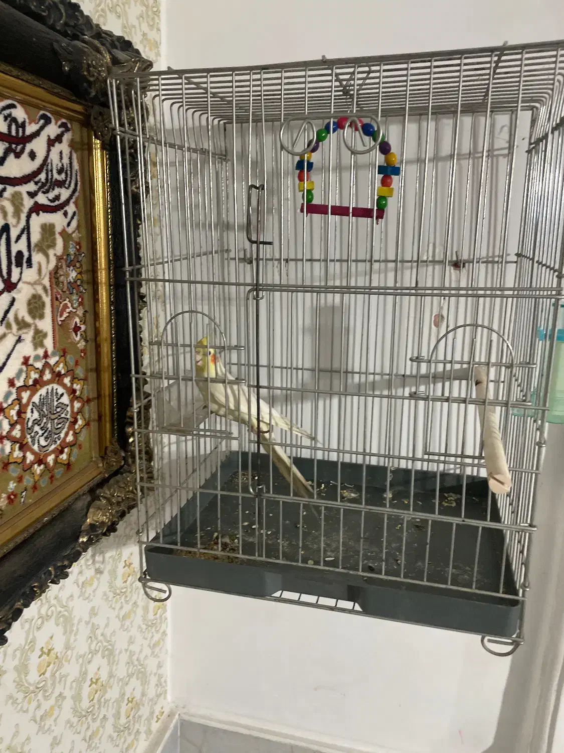 عروس هلندی|پرنده|سبزوار, شهدا|دیوار