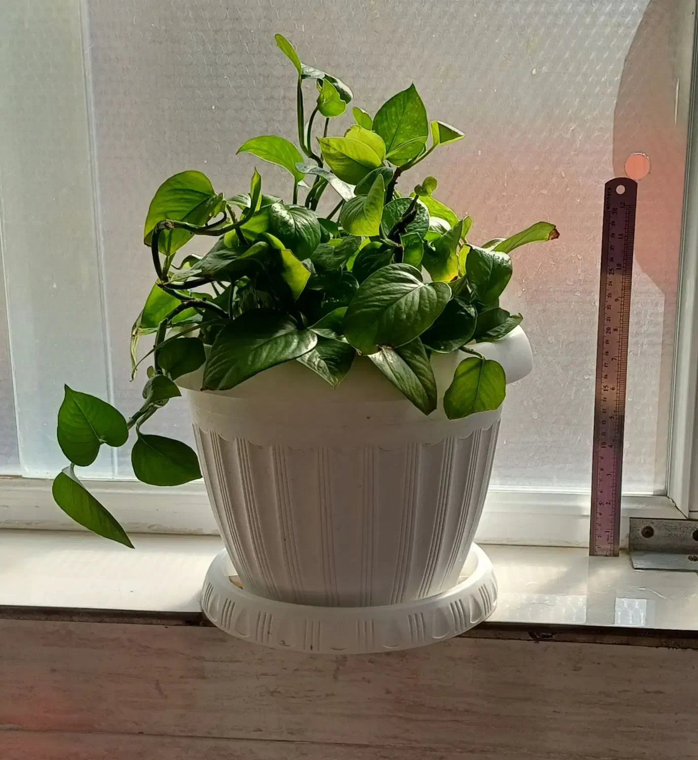 انواع گلدانهای طبیعی سانسوریا پتوس قاشقی|گل و گیاه طبیعی|قم, نوقطار|دیوار