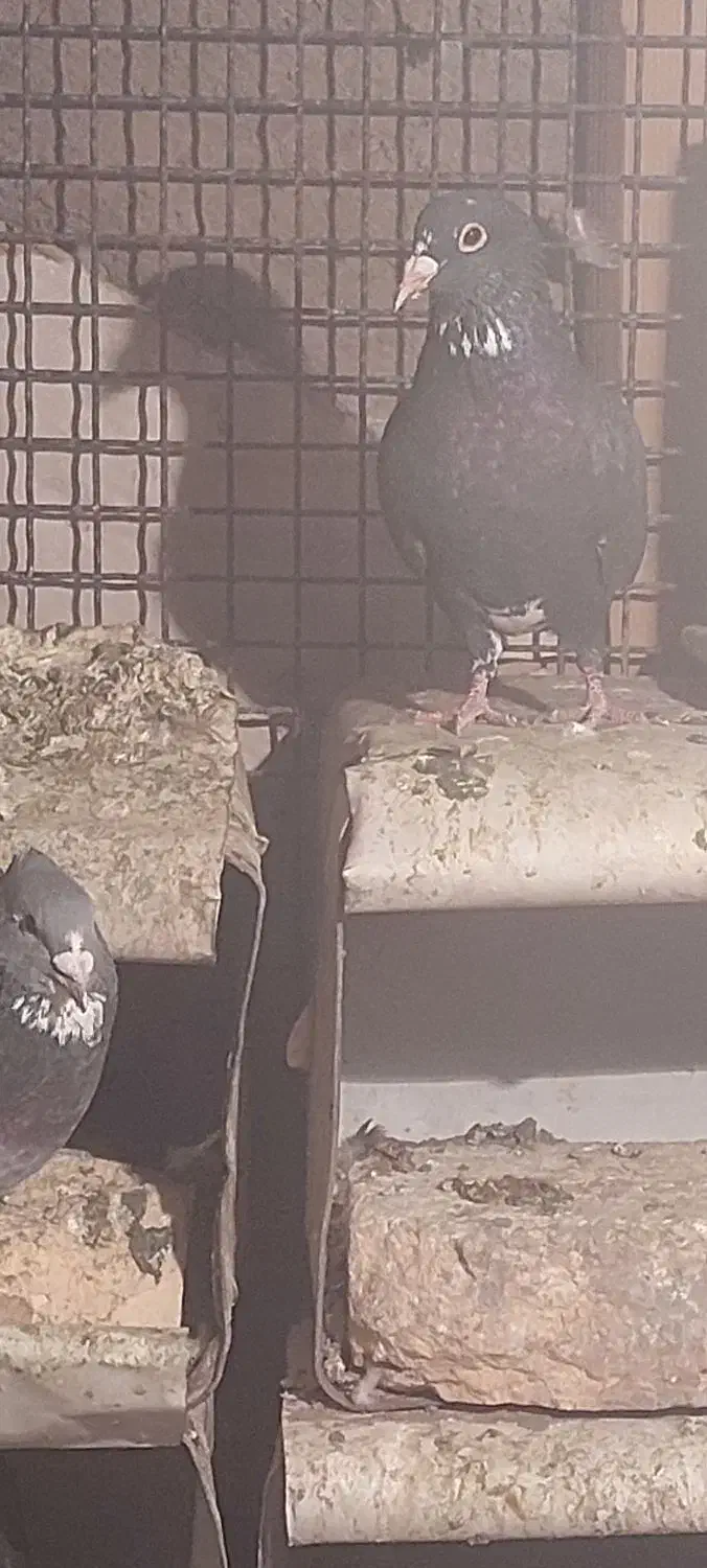 پلنگ|پرنده|کرمان, |دیوار