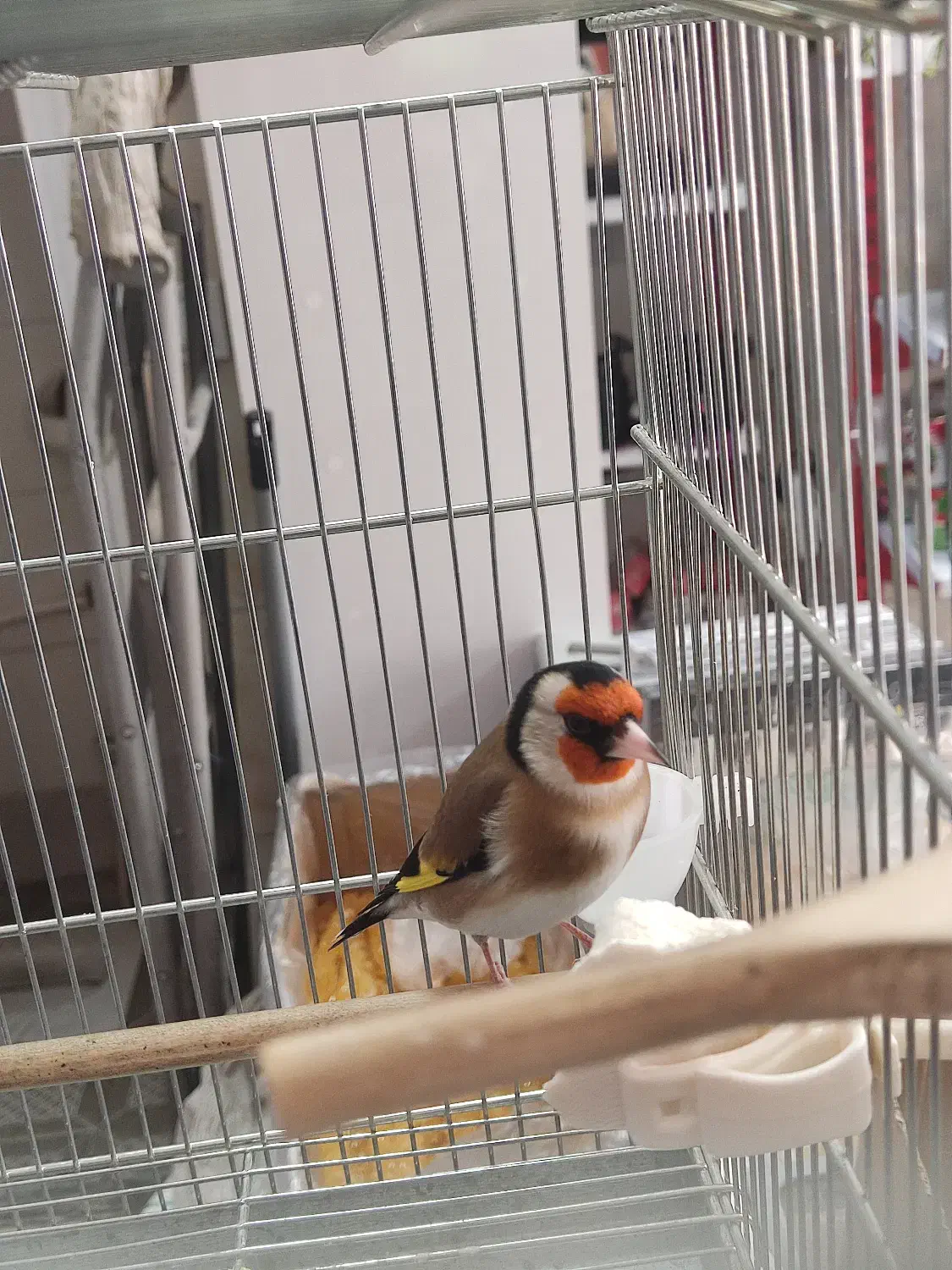 سهره|پرنده|اراک, |دیوار