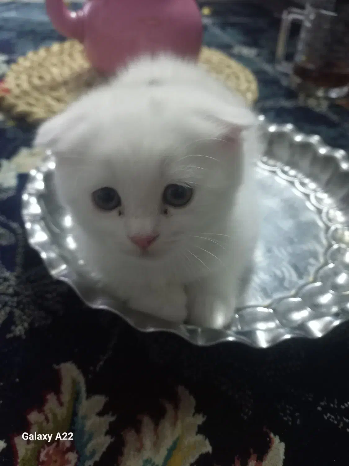 مهربون|گربه|مشهد, حضرت حجت|دیوار