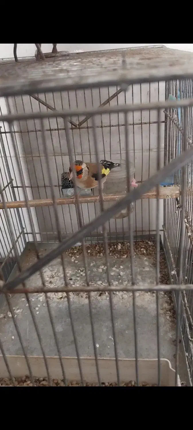 سهره دورگ|پرنده|شیراز, کوشک میدان|دیوار