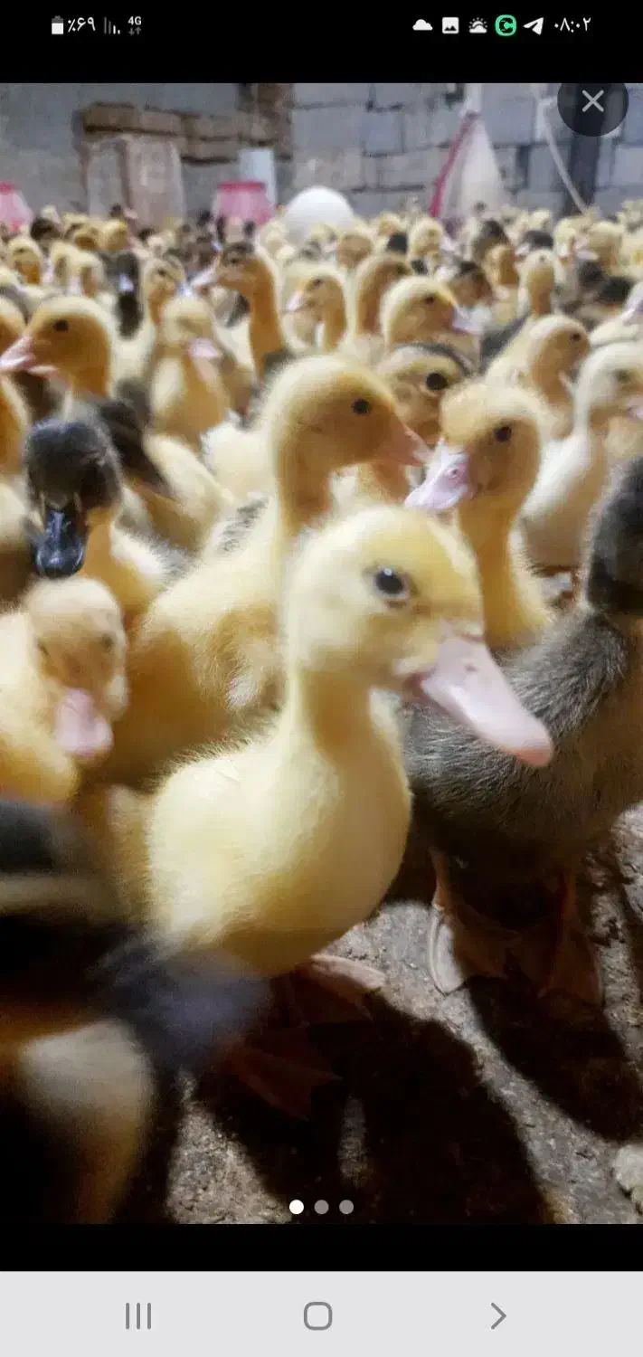 انواع جوجه رنگی ومحلی اردک بوقله وسلطان|حیوانات مزرعه|لار, |دیوار