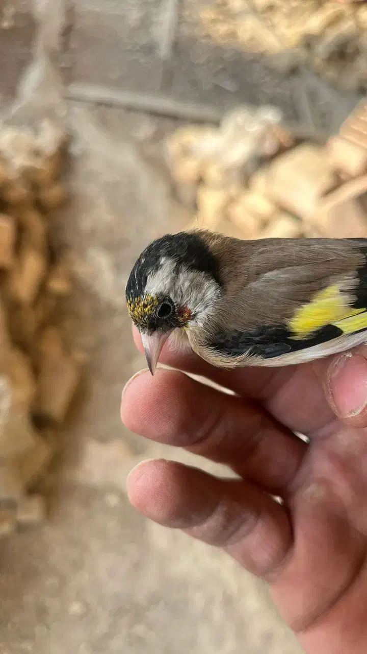 سهره ناخن سفید|پرنده|گیلان غرب, |دیوار