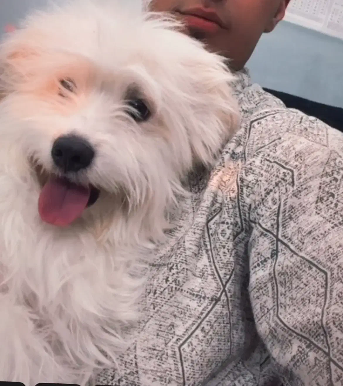 سگ مالتیز|سگ|فردوس (خراسان), |دیوار