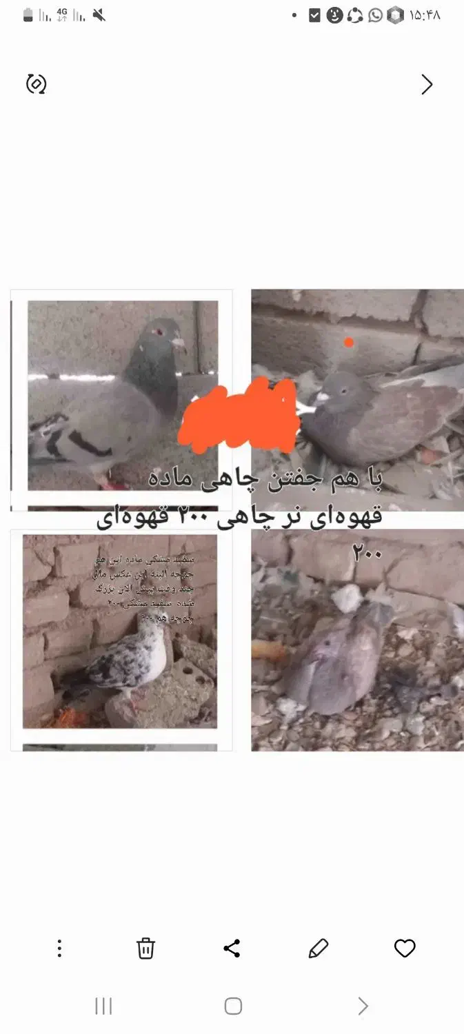 فروش چند تا کبوتر خوب و بپر|پرنده|زرند, |دیوار