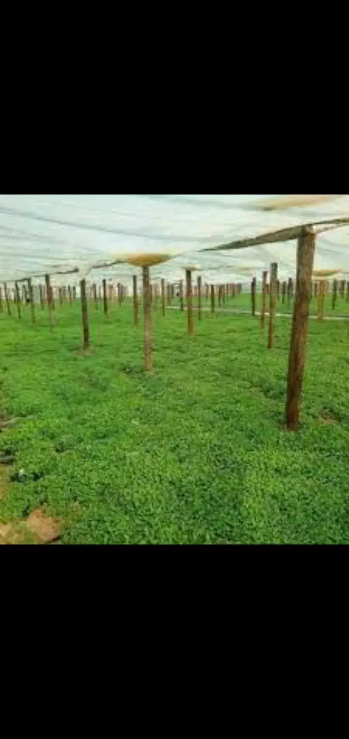 جویای کار گلخانه کشاورزی باغ|خدمات باغبانی و درختکاری|ابریشم, |دیوار