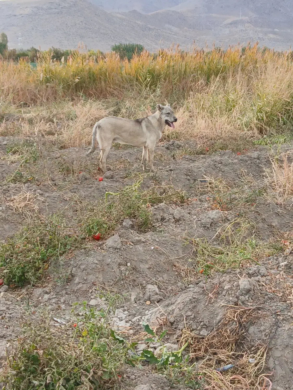 سگ عراقی ۸ماهه|سگ|نوشین شهر, |دیوار