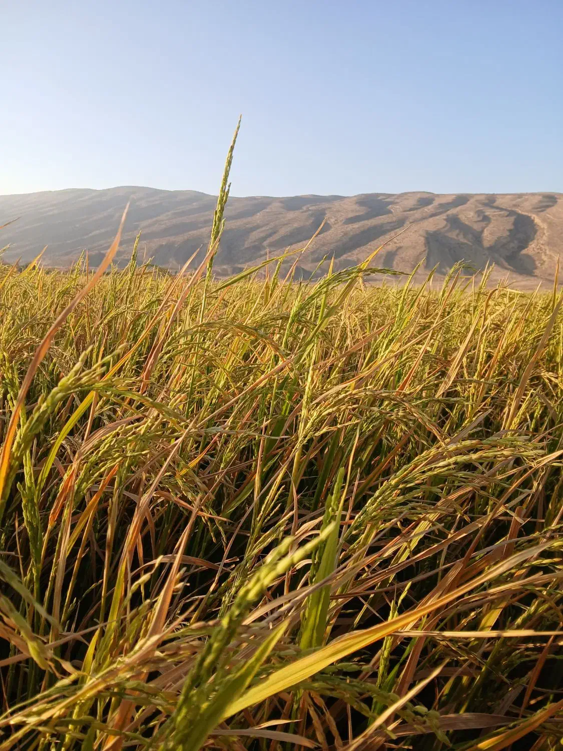 فروش ۳تن چلتوک لنجونی|خوردنی و آشامیدنی|فیروزآباد (فارس), |دیوار