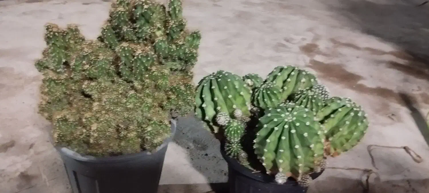 فروش گل کاکتوس توپی با صخره ای  پر پشت|گل و گیاه طبیعی|بوشهر, |دیوار