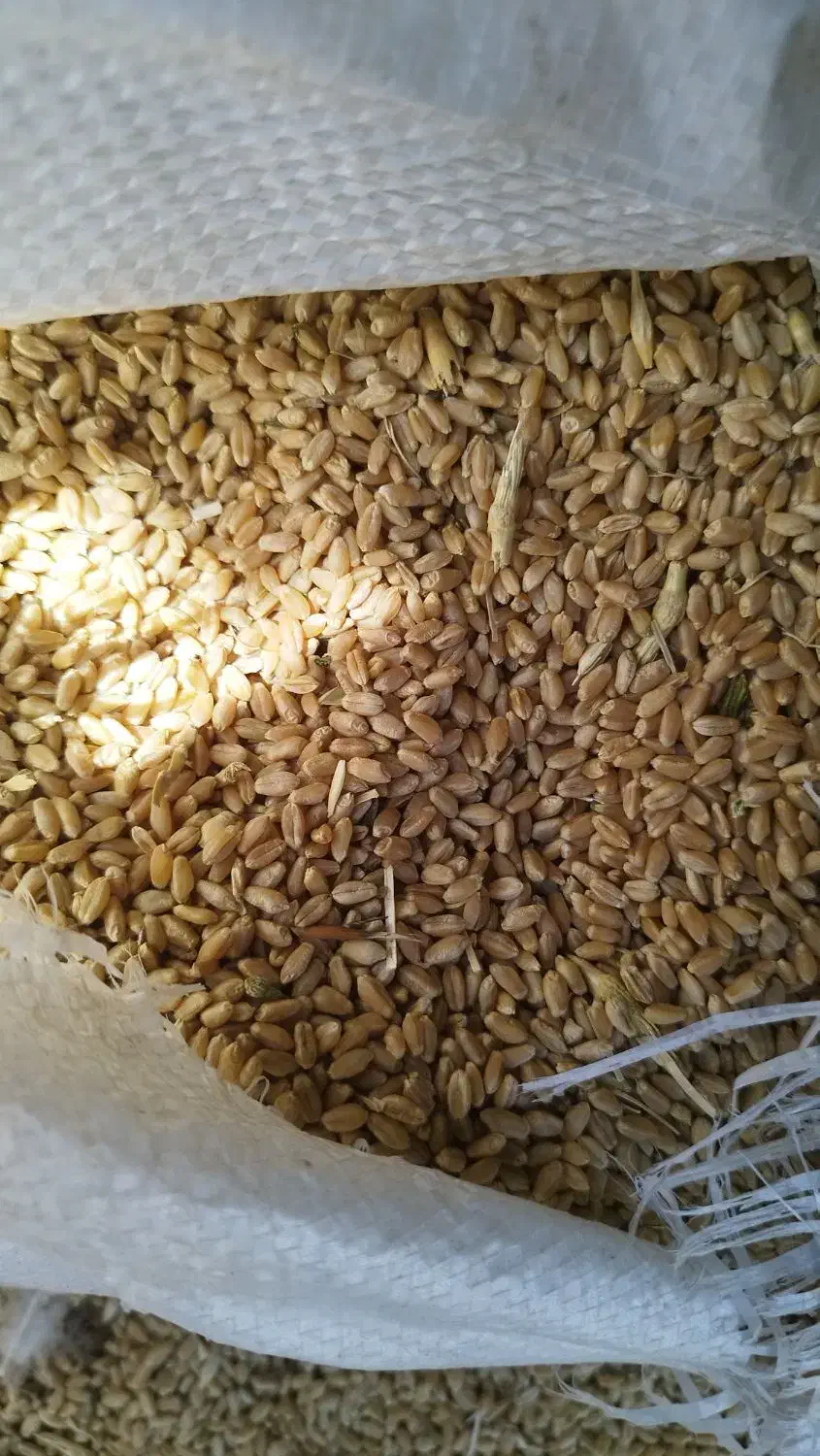 گندم و کاه سفید|حیوانات مزرعه|طسوج, |دیوار