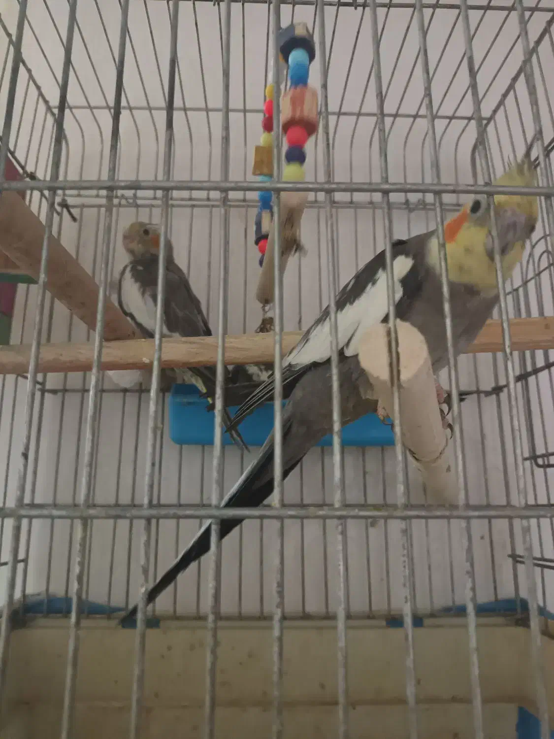 مرغ عروس|پرنده|کویرات, |دیوار