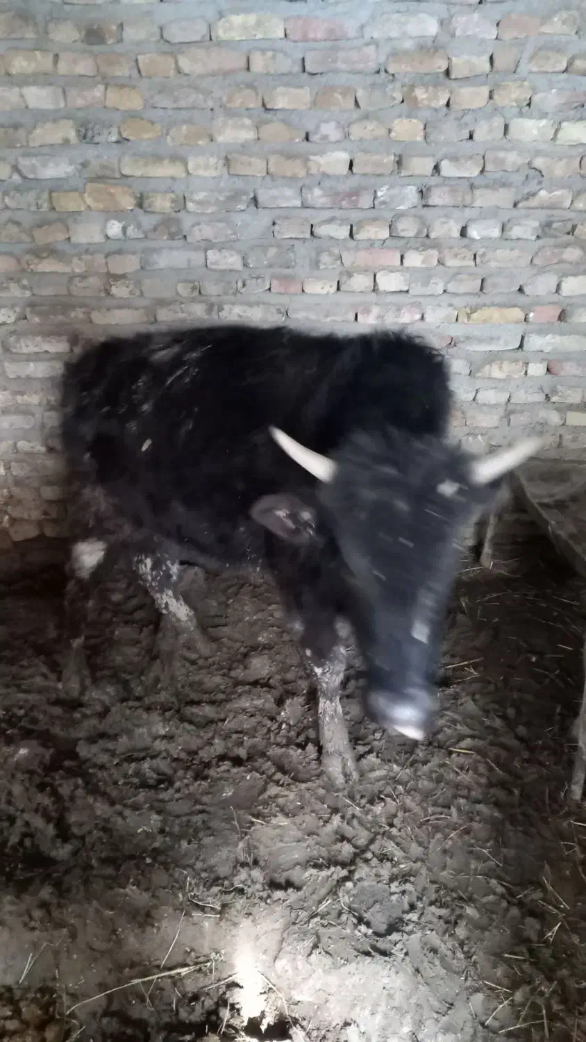 گوساله جنگلی چاق خمیری|حیوانات مزرعه|کالپوش, |دیوار