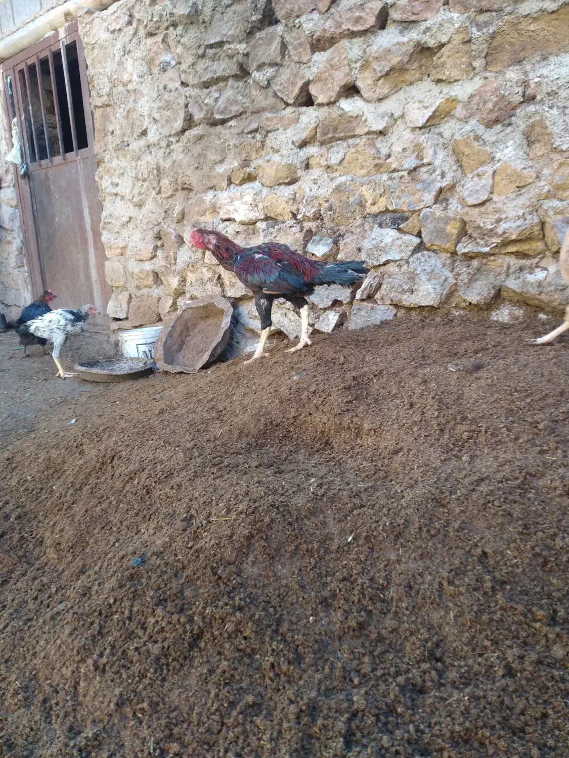 خروس لاری|حیوانات مزرعه|آذرشهر, |دیوار