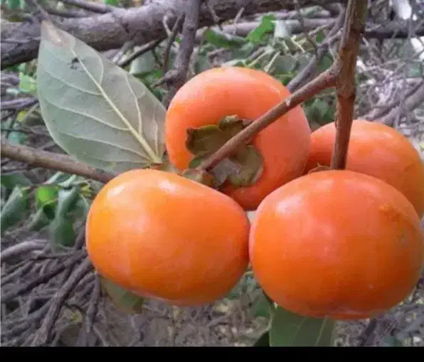 خرمالو سردرختی شیرین وخوشمزه|حراج|قرق, |دیوار