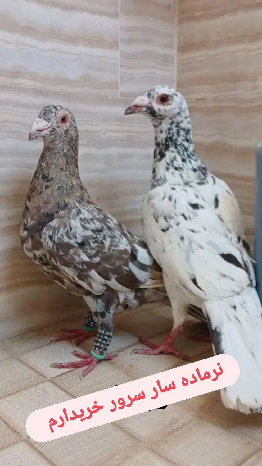 سار سرور|پرنده|چناران, |دیوار