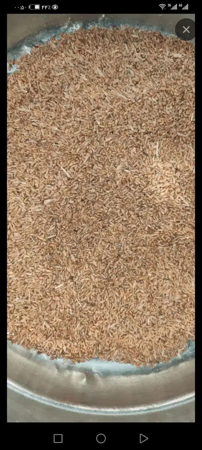 گندم آبی|عمده‌فروشی|کنگاور, |دیوار