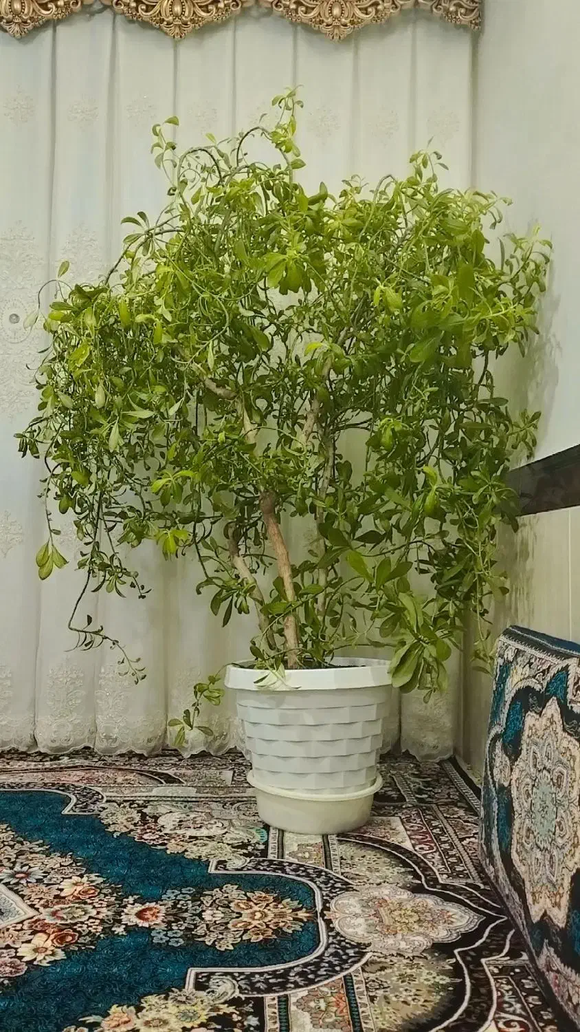 گل...|گل و گیاه طبیعی|ابهر, |دیوار