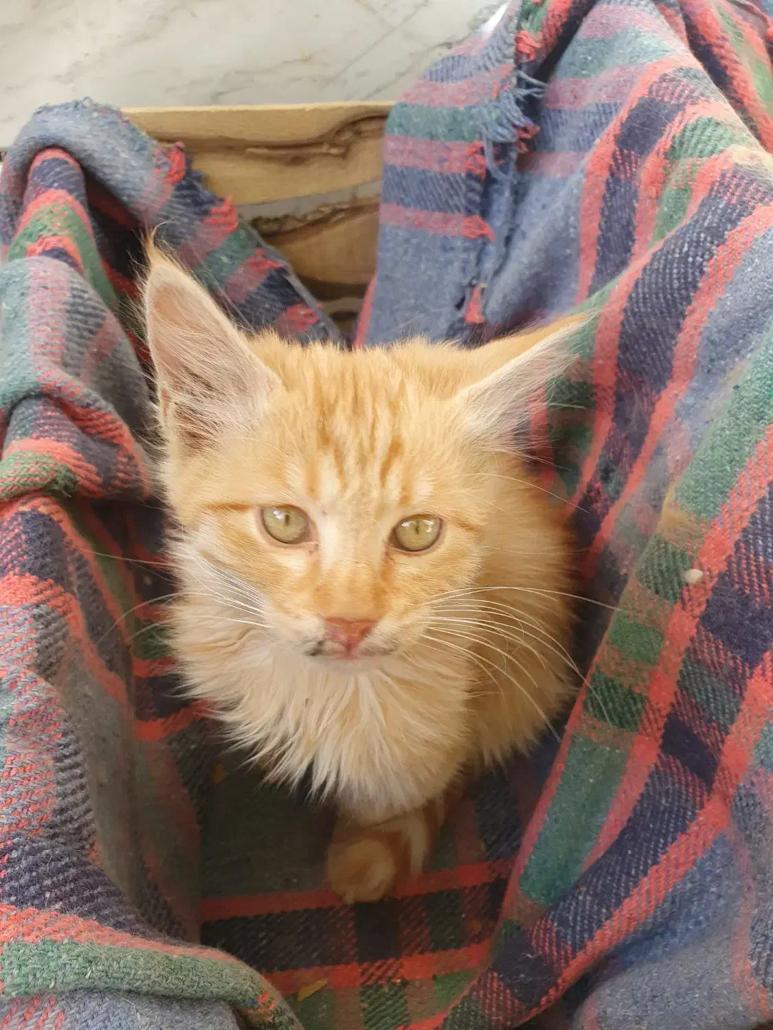 واگذاری گربه|گربه|سقز, |دیوار