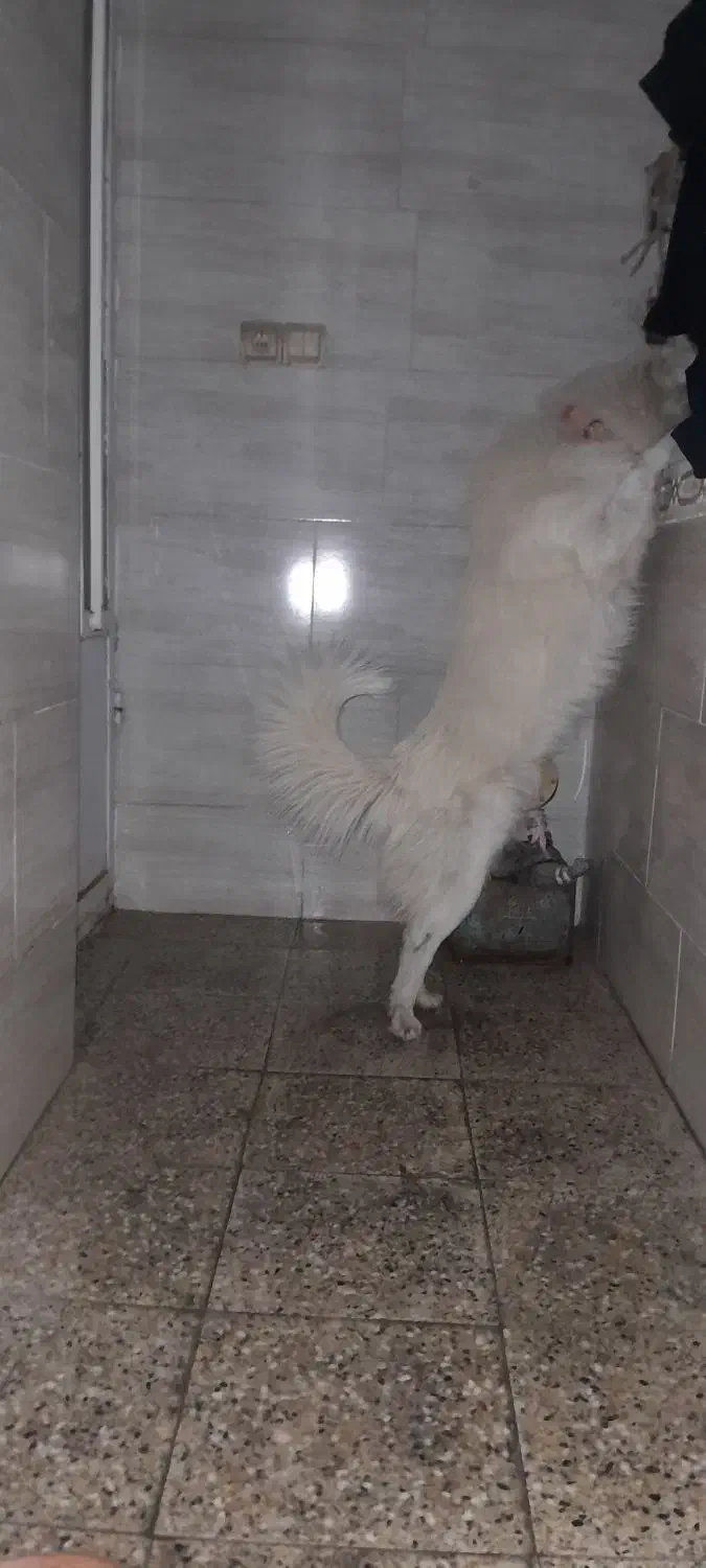 سگ اشپیتز|سگ|اهواز, کیانپارس |دیوار