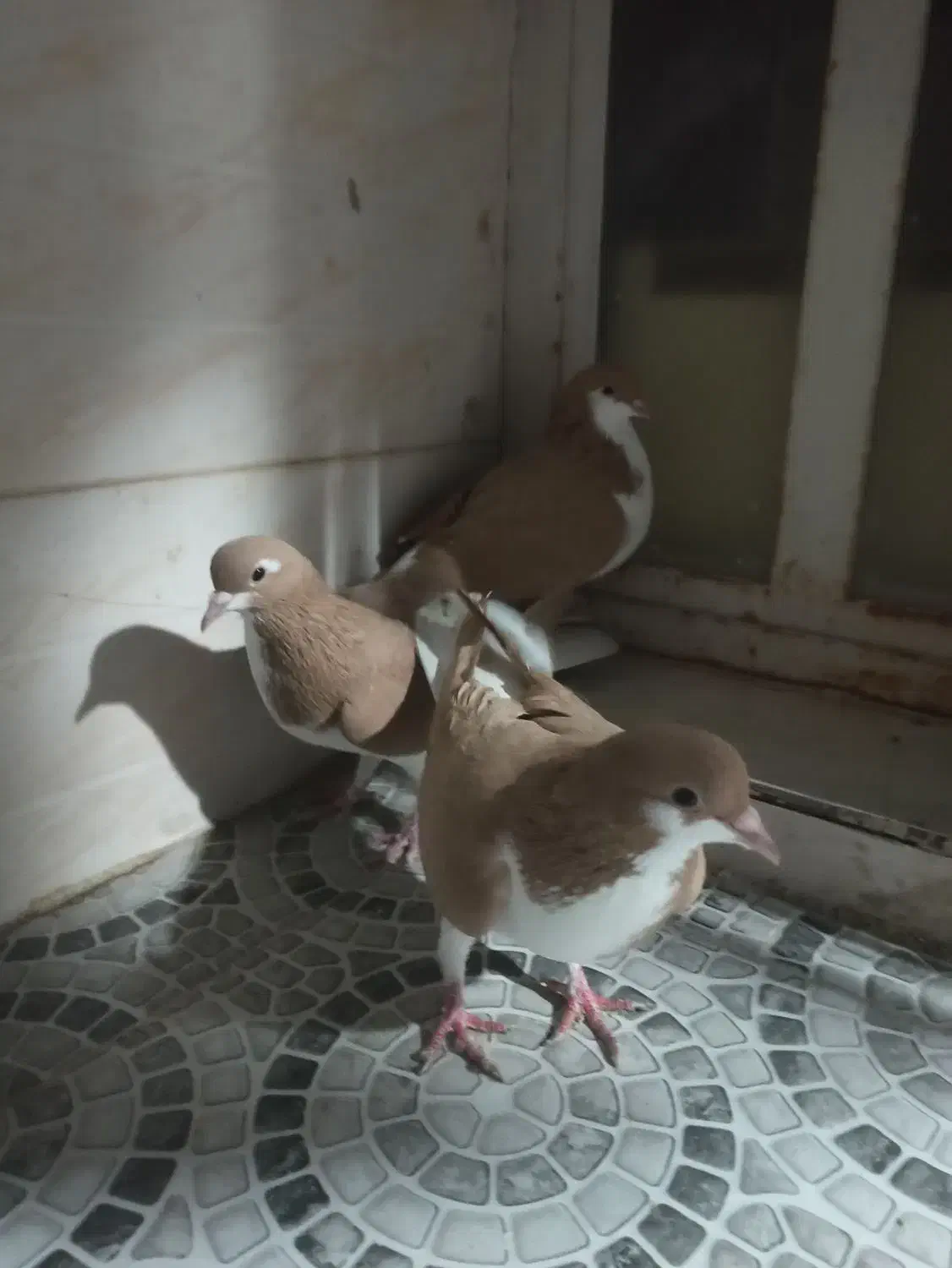 کبوتر فروشی|پرنده|شیراز, شهرک مدرس|دیوار