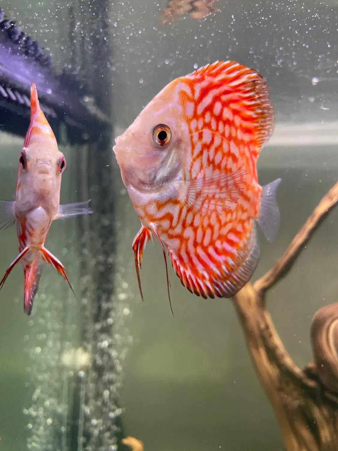 دیسکس|ماهی|تهران, یاخجی آباد|دیوار