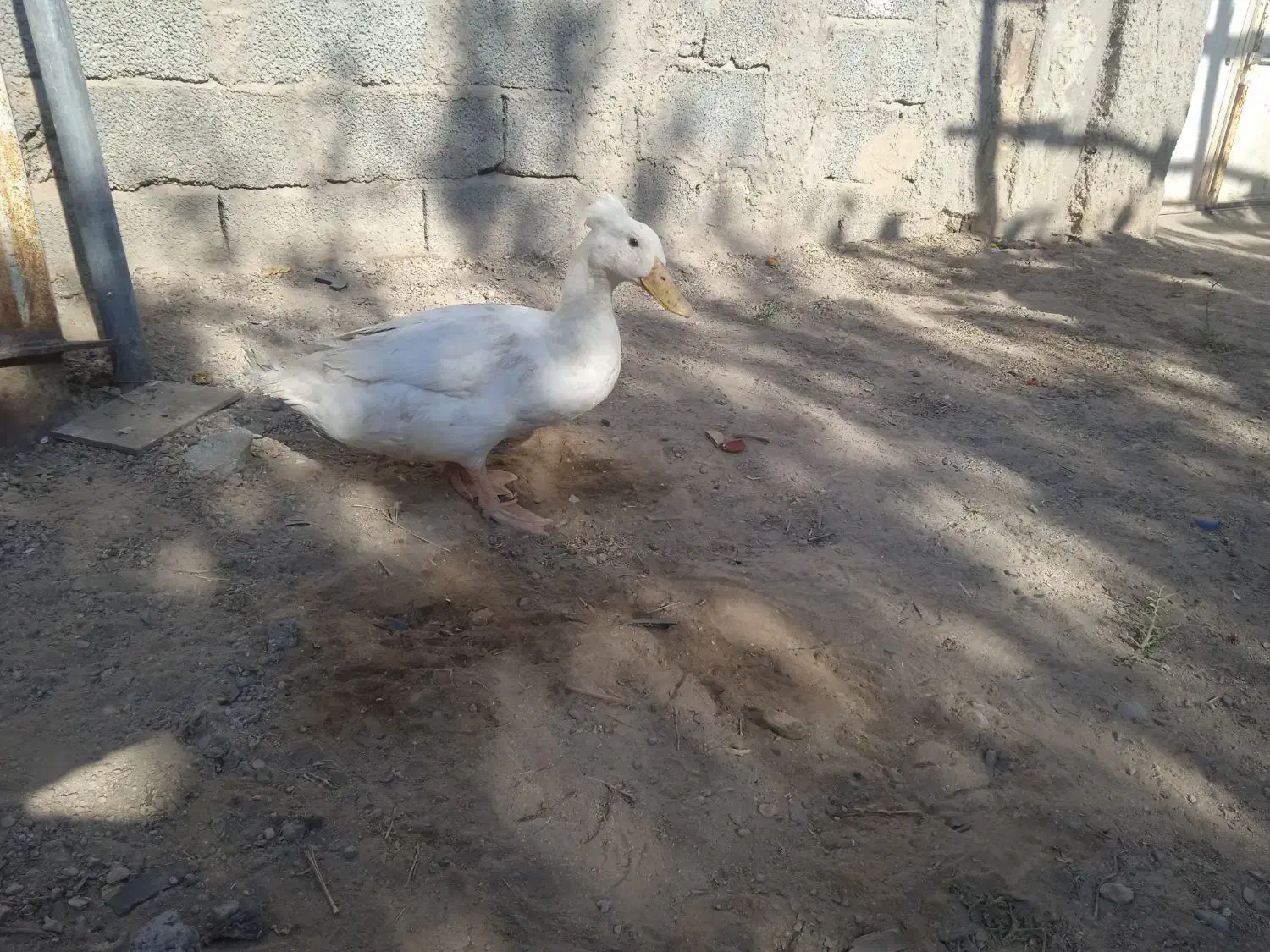 اردک خارجی  کا کولی 340|حیوانات مزرعه|سیرجان, |دیوار