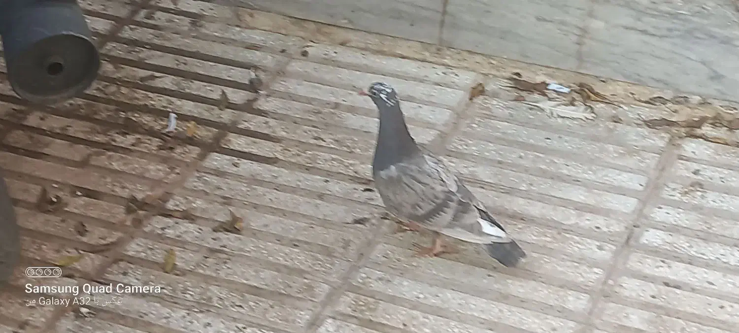 پیدا شده|حیوانات|سبزوار, امیر کبیر|دیوار