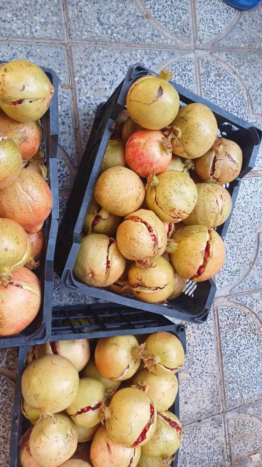 انار .خطی.ترکیده.رب انار درجه یک|حراج|تفت, |دیوار