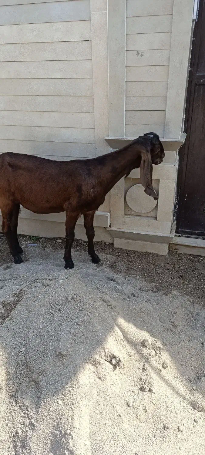 بز آبستن کلک|حیوانات مزرعه|گنبد کاووس, |دیوار