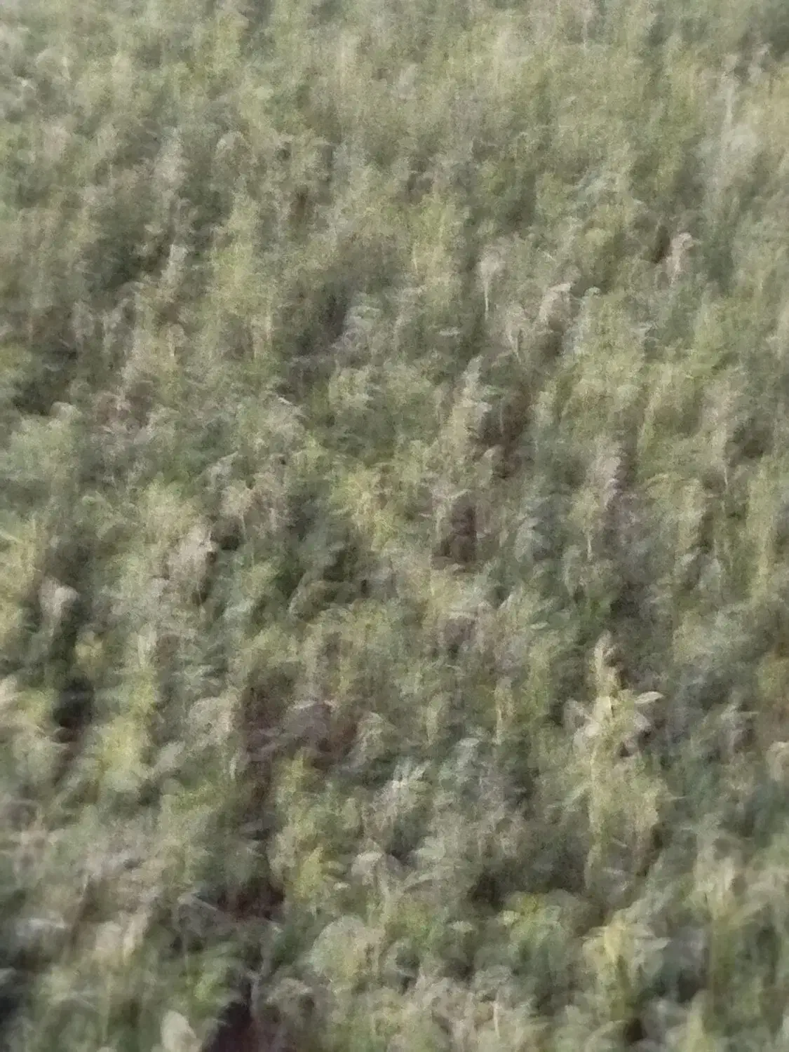 یونجه|خدمات باغبانی و درختکاری|خورموج, |دیوار