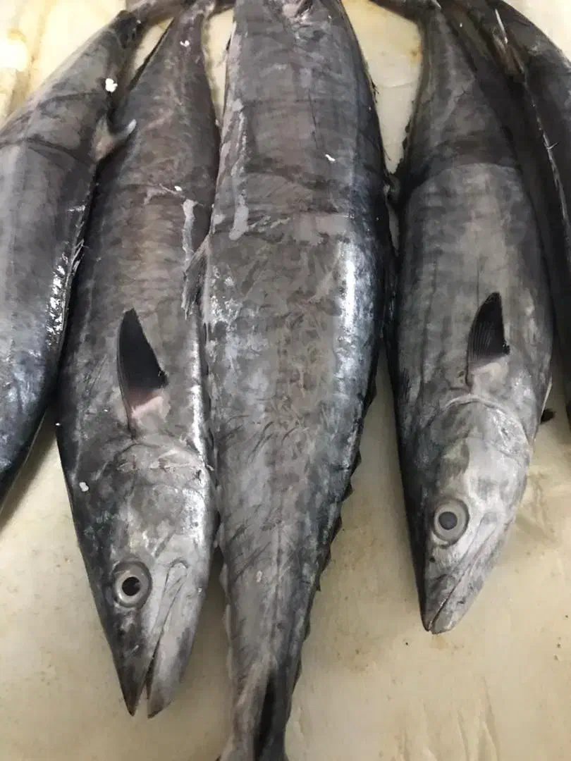 ماهی شیر جنوب تازه صید روز|خوردنی و آشامیدنی|تهران, حشمتیه|دیوار