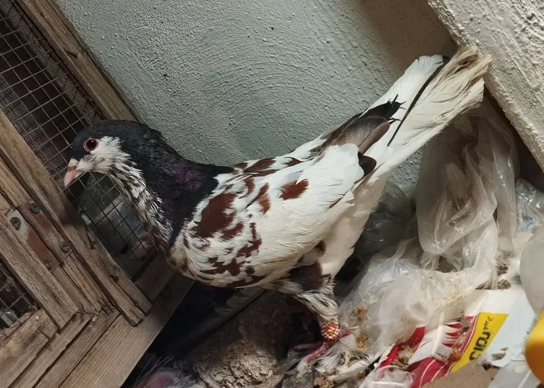 کفتر شهری|پرنده|شیراز, کرونی(خاتونک)|دیوار