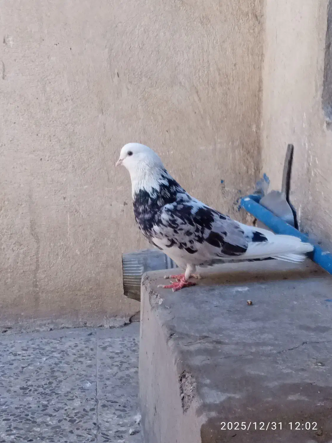 کفتر|پرنده|قرچک, زیبا شهر|دیوار