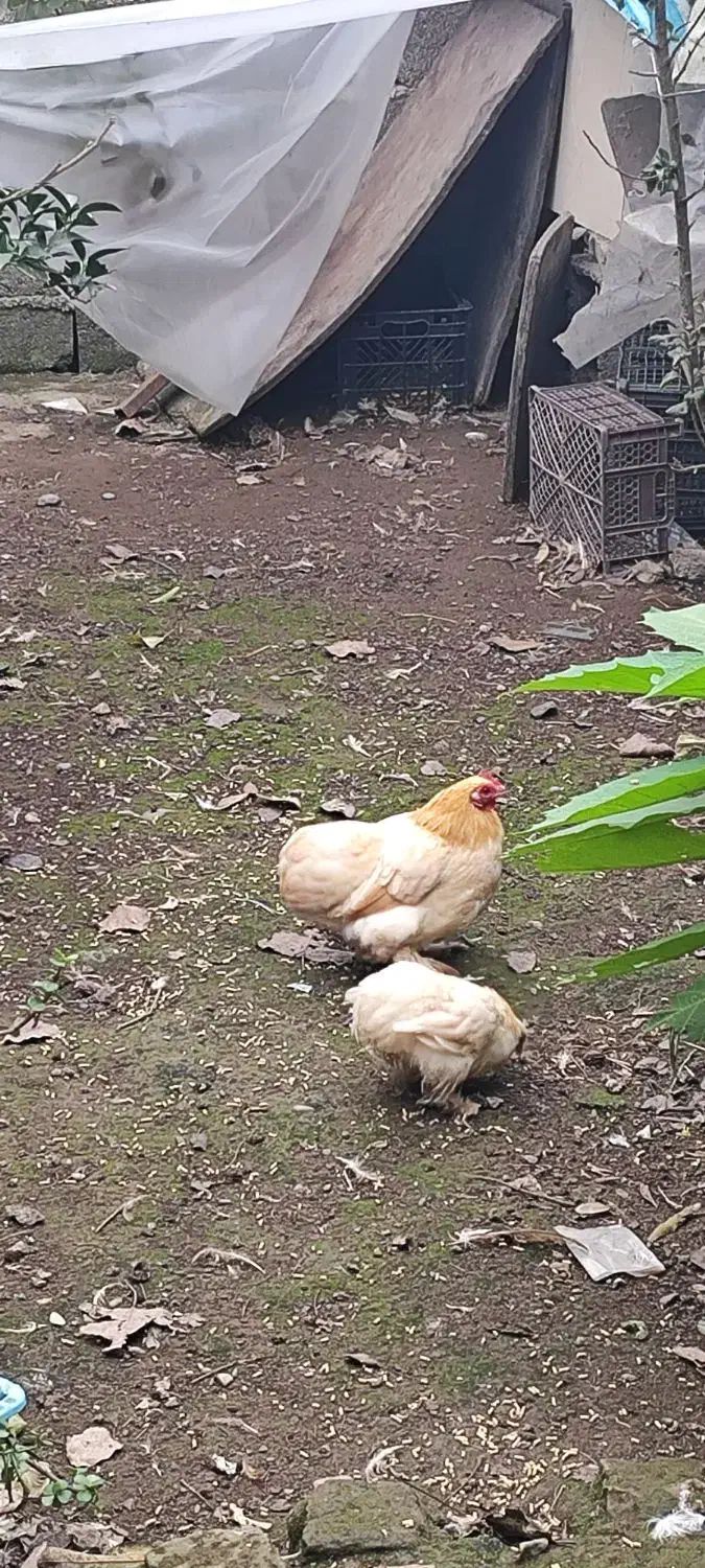 مرغ پاپری با جوجه|حیوانات مزرعه|آستانه اشرفیه, |دیوار