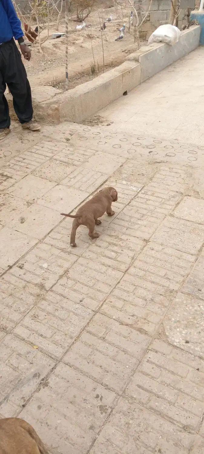 سگ پیت بول|سگ|شاهین‌شهر, نبوت|دیوار