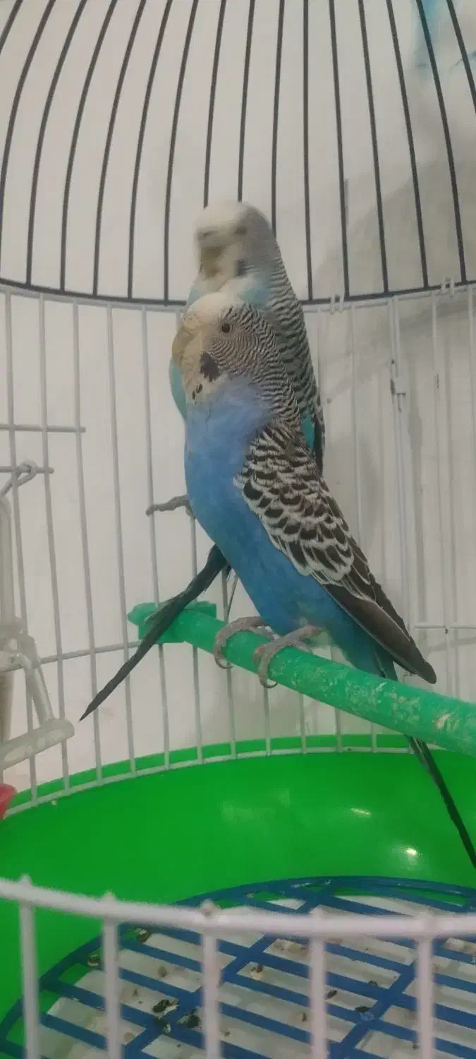 جفت مرغ عشق (خاص)|پرنده|قائن, |دیوار