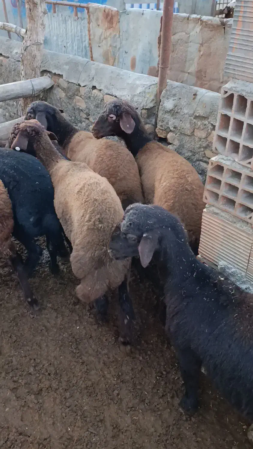 10راس توقلی قزل افشاری ماده زیر قوچی|حیوانات مزرعه|سیمین شهر, |دیوار