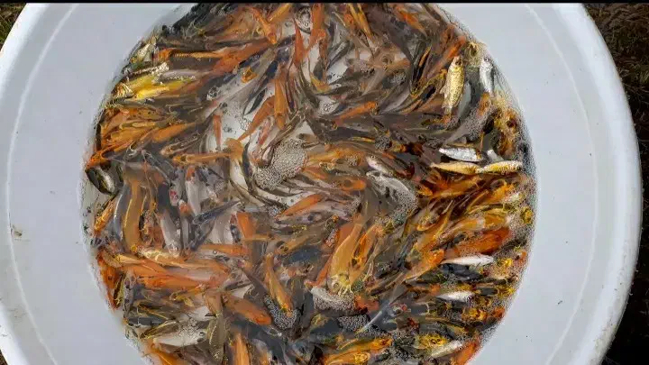 ماهی کوی|ماهی|سنگر, |دیوار