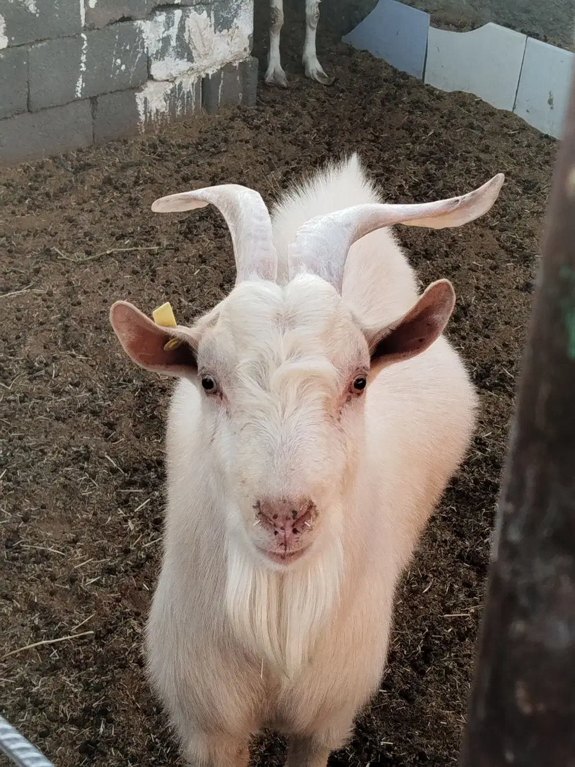 نر بز سانن|حیوانات مزرعه|بیرجند, |دیوار